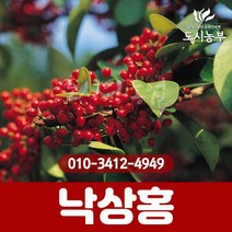 낙상홍 80m 도시농부