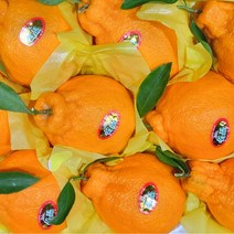 제주 신품종 한라봉 2022 고당도 써니트 한라봉 대과 선물용 2.5kg 4.5kg, 한라봉선물세트 4.5kg 14과 내외