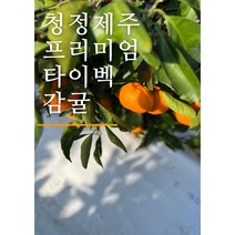 타이벡 감귤 제주 서귀포시 산지직송 신선도보장, 3kg, 1개