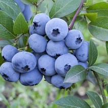 목하원예조경 블루베리나무 묘목 (스위트하트) 2년생 포트묘