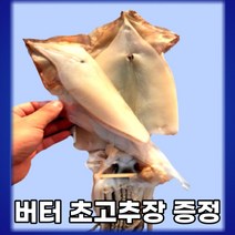 [버터 초고추장 증정][산지직송] 암반수 세척 안짠 구룡포 반건조오징어 10미 특대(1.4kg 내외)