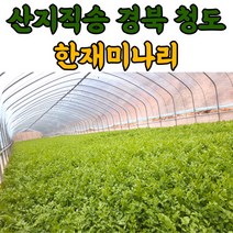 청도 한재 미나리 1kg 2kg, 청도미나리 1kg