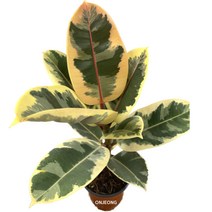 온정농원 수채화고무나무 예쁜화분 40cm, 1개