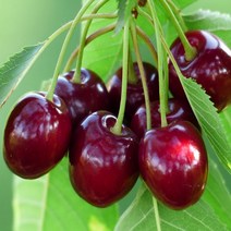 착한가격 나무생각 왜성체리(콜드대목) (레이니어)*(1등묘), 주