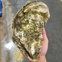 피기푸드 산지직송 통영 삼배체굴 수출용 삼배채굴 생굴 벚굴 깐 굴 각굴 석화 굴 바위굴 김장 하프쉘 하프셀 1kg 3kg 5kg 10kg, 삼배체굴3kg
