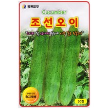 조선 오이씨앗 50립, 1개