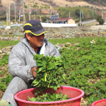 금오도 방풍 나물 2kg 제철, 1개