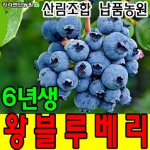 왕블루베리묘목 6년생 재배 키우기