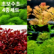 플랜츠마스터(수초주인장) 초보 수초4종 셋트 (자이언트 암브리아 레드카붐바 슈퍼레드 암브리아), 1