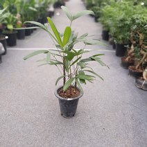 식물 공장 관음죽 중대품 개업화분 관엽식물 미세먼지제거식물 플랜테리어 실내공기정화식물 149S