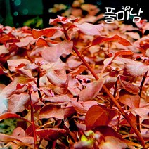 [풀미남 오픈이벤트] 루드위지아 sp. 슈퍼레드 10촉 / 초보자도 키우는 예쁜 붉은 수초