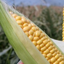 공유가치 초당옥수수 특상품 생옥수수 여름과일, 15개, 상세 참조