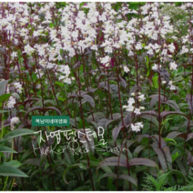 자엽 펜스테몬 [4포트] (복남이네 야생화﻿ 모종 penstemon 화이트 여름)