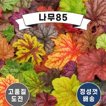 (나무85) 휴케라 10cm포트, 4.파이어알람, 1개