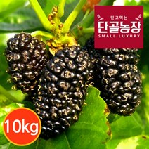 단골농장 내장산 토종 오디 생과 프리미엄 급냉, 1세트, 프리미엄 10kg