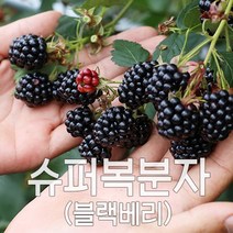슈퍼 복분자 블랙베리 2023년 햇 수확 냉동발송, 1box, [특품]2.5kg 트레이포장