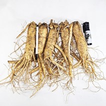6년근 삼 인삼수삼 세척인삼 진공포장 원수삼, (세척안함)원수삼 5뿌리 1kg