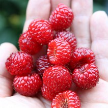 산딸기생과 냉동 1키로, 산딸기 [특품 2kg] 냉동