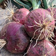 누리스마일 FOOD 단단한 무안 산지직송 황토밭 자색양파 10kg 차 즐기는 음식 맛, 소