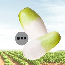 누리농산 다발무(김장무/동치미무) 1단, 다발무 7kg내외