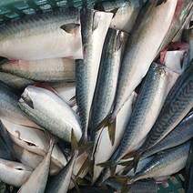 여수 손질 생물 고등어 4마리