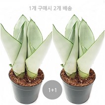 도도팜 황소뿔 스투키 금전수 보석금전수 산세베리아 미세먼지제거, 09. 1+1 문샤인 1개