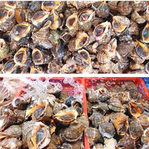 제철 자연산 참소라 1kg 대(2-5미) 1kg, 참소라(소)1kg(10-19미), 1개
