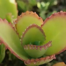 물드는 노랑 만손초 예쁜다육 랜덤1-20, 단품, 1개