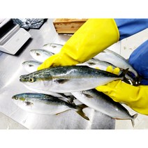 방어회 자연산 필렛 손질 대방어, 600g 초장포함, 1개