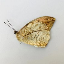 오리지널 나비 진짜 표본 날개 펴지 않은 곤충 나비목 과학 교육 수제 DIY 홈장식 홈데코 동상, 16