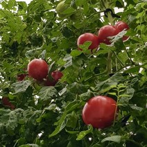 [스마트팜 재배] 신선함이 오래가는 완숙 토마토 5kg