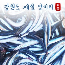 [당일조업] 속초산 생물 알배기 양미리 1kg (30미 내외) / 반건조 양미리 1두름(20미), 생물 1kg (30미 내외)