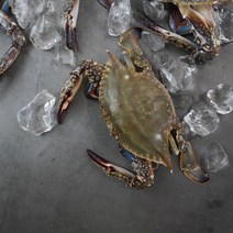 2022년 국산 서해안 태안 신진도 제철 활 꽃게 1kg 2kg 3kg 봄 가을 생물 숫꽃게 급냉, 생물 꽃게 2kg