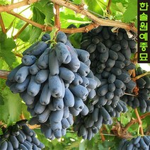 포도나무 묘목 블랙사파이어 가지포도 접목 포트, 1. 접목 1년 특묘 포트