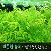 [미초] 워터 위스테리아 수초 3촉 / 유경 수초 / 레이아웃 / 어항 수초