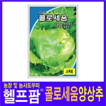 헬프팜 콜로세움양상추 1000립 종자 그린하트바이오