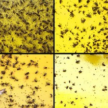 50개 세트 강한 파리 트랩 버그 스티커 데칼 보드 잡기 진딧물 곤충 킬러 해충 방제 Whitefly Thrip Leafminer Glue Sticker