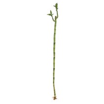갑조네 개운죽 1p 공기정화식물 수경재배 10cm 20cm 30cm 40cm 50cm 60cm 70cm 80cm 90cm 100cm 수경식물