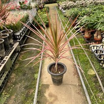 [광합성] 드라세나 마지나타 레인보우