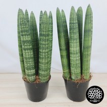 플라워앤곰 스투키(본쉘) 1+1 [본쉘H24+본쉘H24] 높이24cm 7촉
