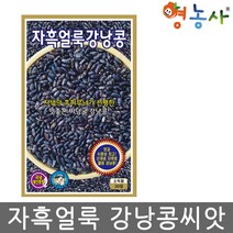 자흑얼룩 강낭콩씨앗 50립
