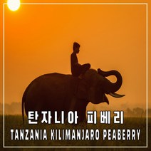 (커피생두) 36 탄자니아 킬리만자로 피베리 500g