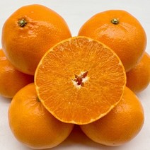 제주 천혜향 5kg 제철 못난이 제주도 천혜향 진맛깔