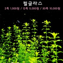 [수초아쿠아] 펄글라스 초보수초 인기수초 구피 새우 은신처 어항수초 수초맛집 득템수초, 2촉