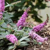 묘목/왜성붓들레아 (핑크칩) 15cm포트 r523