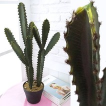 더리얼스 조화 인조 선인장 화분 73cm 귀면각 규명각 장식용 대형선인장 용신목 멕시코
