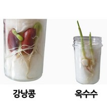 여러 가지 식물의 한살이(5인)-DHY