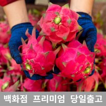 용과 열대과일 선물 과일 가락청과네 3.5kg [WB8C2F8], 쿠팡 1, 쿠팡 본상품선택