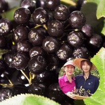 순이네농장 2022년 아로니아 생과냉동 최상품 5kg 꼭지제거, 아로니아 생과(냉동)5kg꼭지제거, 1개