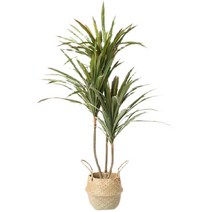 인조 나무 인테리어 화분 드라세나 마지나타 조화, 1.2m